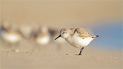 becausebirds:Fluffy, running Sanderlings!source video