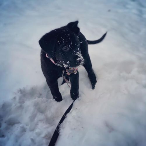 It took a little while, but Marcie no longer hates snow For 10 minute bursts anyways #puppiesofinsta