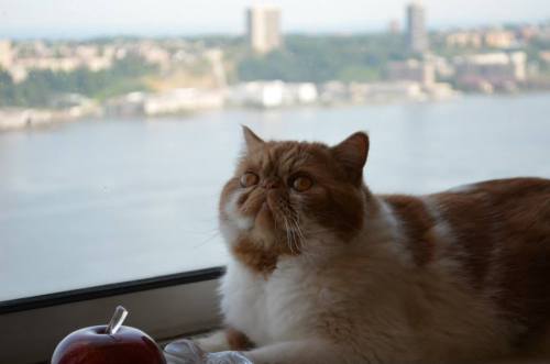 chestersmooshyface: Still figuring out the camera. At least I have Garfield in focus and not a box o
