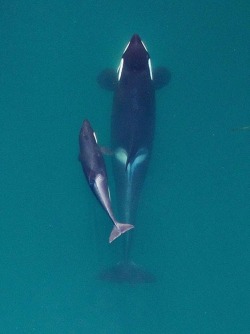 loveroforcas:  J16 Slick and her youngest calf, J50 Scarlet. NOAA