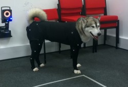 awwww-cute:A husky came to my Uni to help out with some motion capture work!