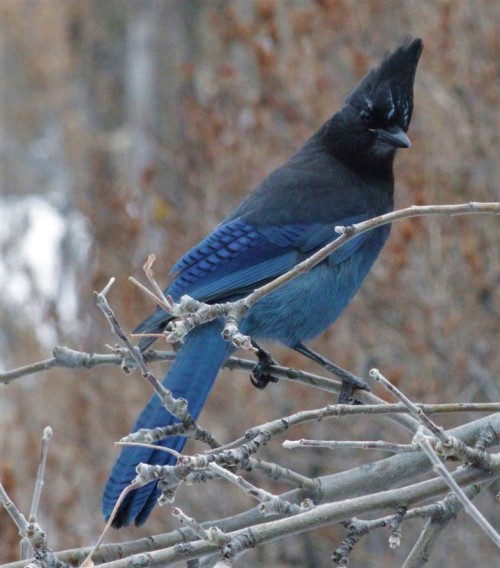 sumbluespruce:Inquisitive,  beautiful blue fellow2-6-21  Steller’s Jay