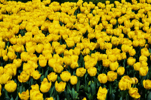 Do you love the colour of the tulips? 