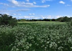 thegreenwoodtree:  - South Norwood Country Park, London, UK, May 2014 I still can’t get over how beautiful the park was today, with great swags of hawthorn blossom and soft carpets of cow parsley as far as you could see.