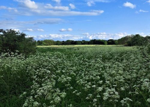 thegreenwoodtree:  - South Norwood Country Park, London, UK, May 2014 I still can’t get over how beautiful the park was today, with great swags of hawthorn blossom and soft carpets of cow parsley as far as you could see.