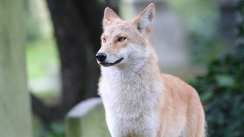 wilkpreriowy:A blonde eastern coyote (Canis latrans var.) Mount Auburn Cemetery, Cambridge, Massachu