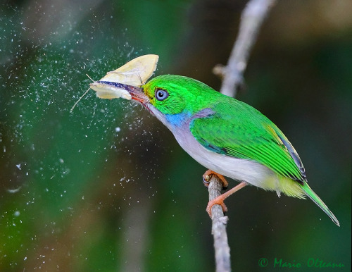 fairy-wren:Cuban Tody (Todus milticolor), endemic to cubaPhoto by Mario