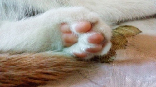 ranjana369:Awwww love that cute paw