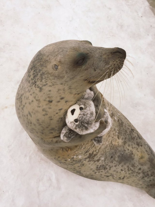 theanimalvines:  Aku, the seal, from Mombetsu Land in Hokkaido, Japan happily hugs