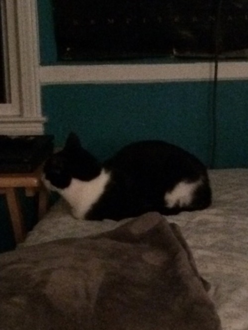 crispybaconandtoast:Milo today! Sleeping in his room and then loaf on my bed! he is bread cat @mostl