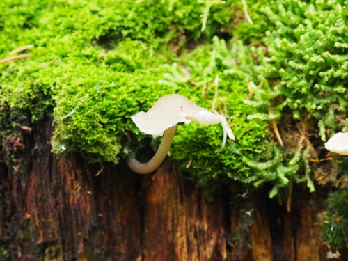 floralprintshark: sometimesseelie: shroomlings: Mushroom castle  That is a faerie ring. And a pretty