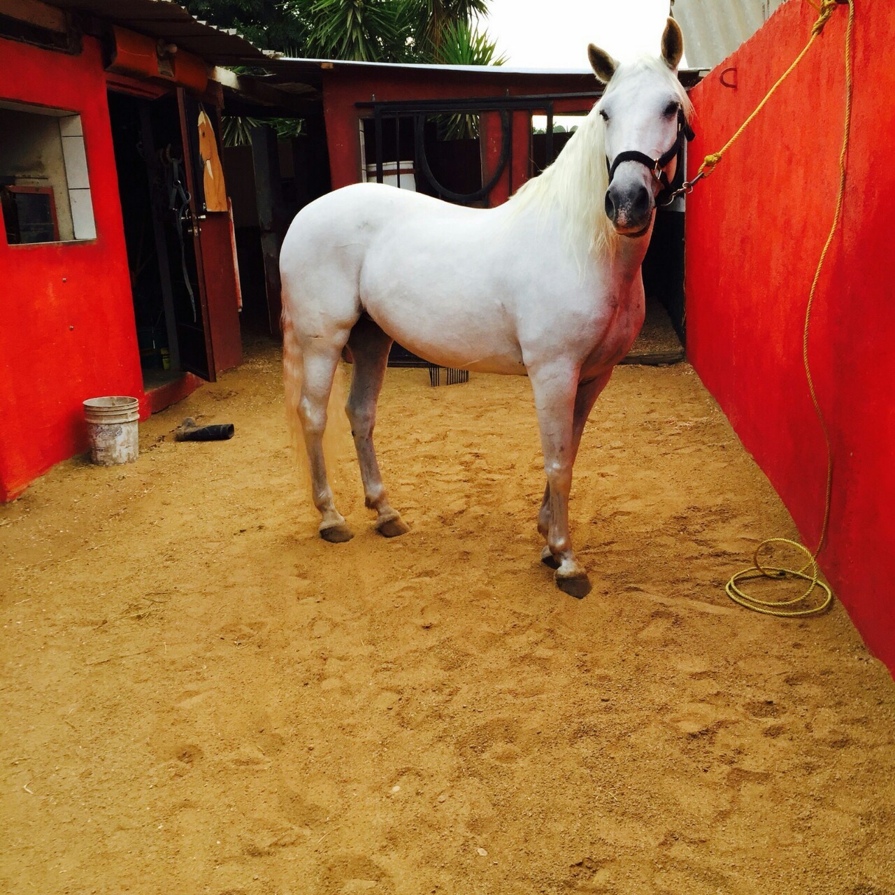 narcoteca:  Kendra🐴🍂