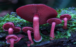 Nubbsgalore:  A Mushroom Rainbow To Put The Fun In Fungi. Cause They Don’t Need