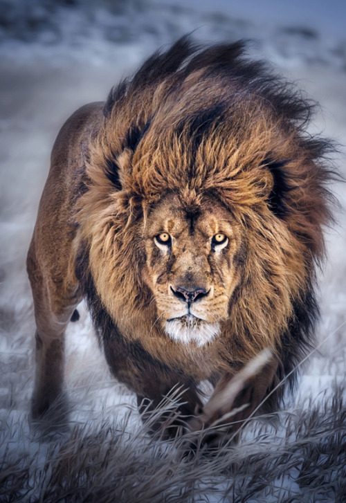 jaiking:  johnnybravo20:Inquisitive…. (by Paul Keates)  Follow me at http://jaiking.tumblr.com/ You’ll be glad you did.