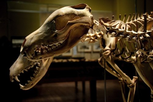 thylacine-dreams:Male and female thylacine skeletons on display at TMAG in Hobart, Tasmania. Photo b