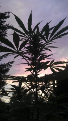 weed-holic:  letâ€™s get high together 