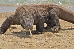 cute-dangerous:  Majestic Komodo Dragon