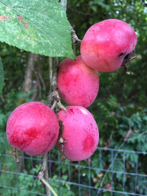 5-and-a-half-acres:Crab apples.