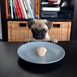 awwww-cute:  Gimme. Dat. Cupcake