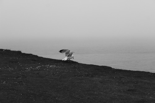 eeevibruenn:Beautiful Sussex II