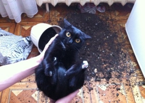 squeakykins: ineffably-crowley: Did you just unearth a cat from a pot of soil the harvest is bountif