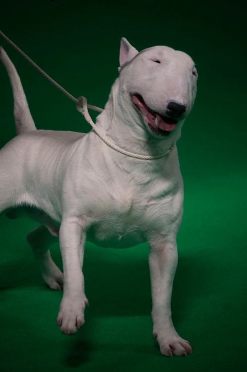 ofbullterriers - This chap had the BEST facial expressions. 