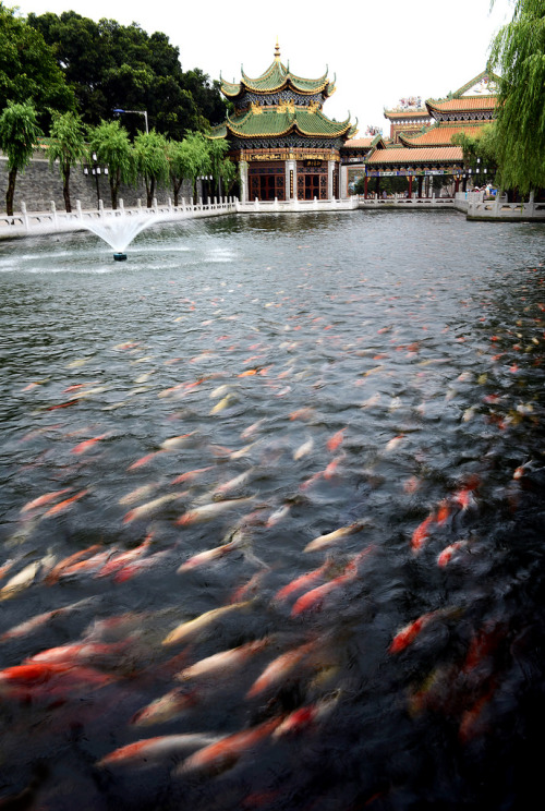travelthisworld:Koi PondPanyu, China | by Melinda