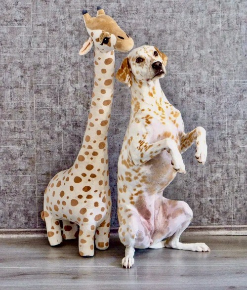 Via Twaniimals