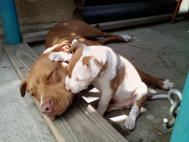 lizahhdahhlingg:  chrisrohling:  thecutestofthecute:  Because Pitbulls need love