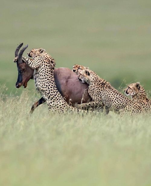 geographicwild:Team work!!! Photo by @thomasvijayan Team work by the famous five of Masai Mara. #AT2