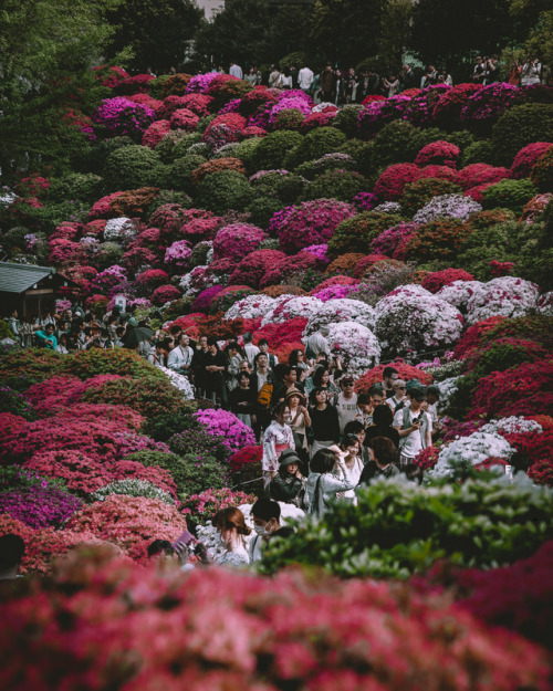 Bunkyo Azalea Festival, held at Nezu ShrineFrom mid-April until the early May, you can enjoy over 3,