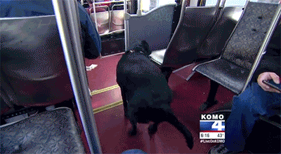 coconutoil97:  huffingtonpost:  Seattle Dog Figures Out Buses, Starts Riding Solo