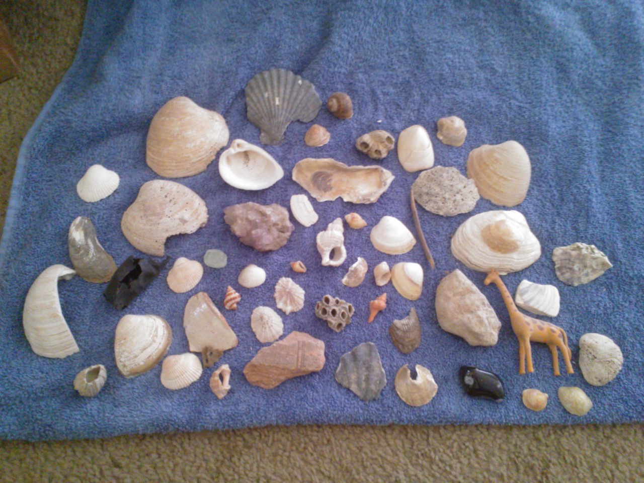 ileftmyheartinwesteros:  My mother mailed me my seashells:) All of these were found