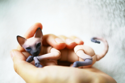 comradewodka:  chariteatime:  mermeanie:  these bjd kitties by Oleum are fuckin’ ridikkulus! photos by Oso_Polar EDIT: the artist has ordering info on her LJ here:  http://oleum-13.livejournal.com/120104.html  Holy crap.  usually bjds super creep me