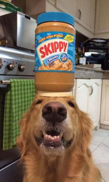 babyanimalgifs:  Hunter likes to balance things.