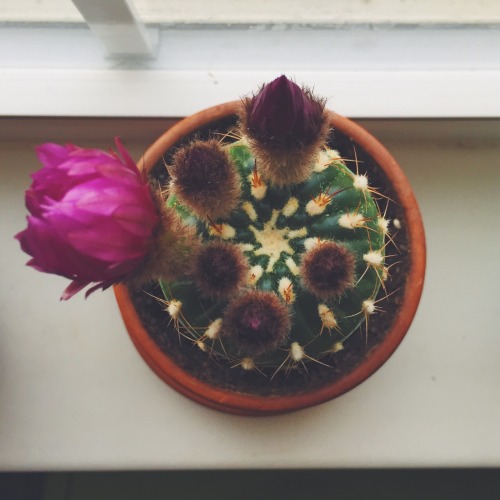 February-April 2015 First blooming of my cactus