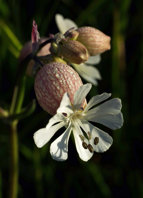 Early morning bladder campion - Silene vulgaris