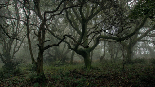 Misty woodlands by Rob Hills