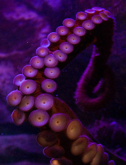 flowerling:  Tentacle | Lauren Armstrong Photography 