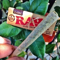 weedporndaily:  Just a C🍪🍪kie J you know😜@rawlife247 @rawlife247||  by moz1988 http://ift.tt/1hm4cow 