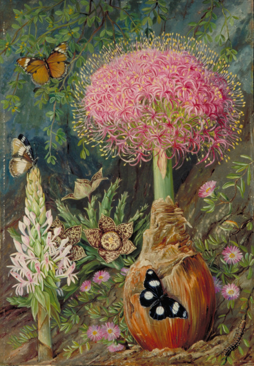 Buphane toxicara and other Flowers of Grahamstownby Marianne North