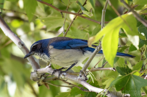 California Scrub JayAphelocoma californica