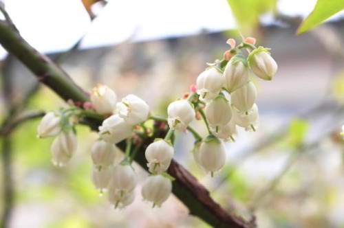 Blueberry#ブルーベリー #blueberry #満開 #canon #eoskissx7