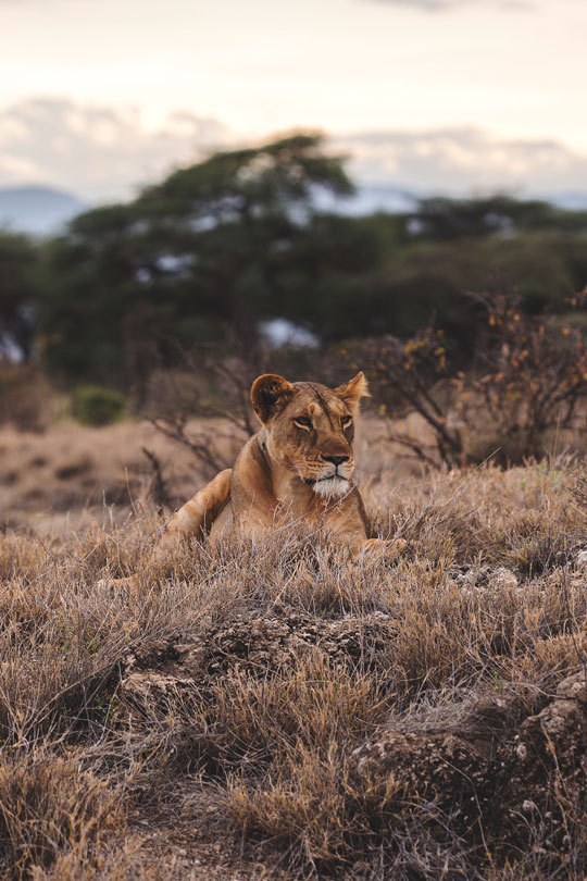 thelavishsociety:  Magestic by Bram Vranckx | LVSH