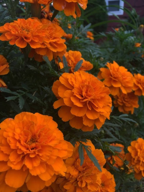 plantsarefriendssometimesfood:more marigolds