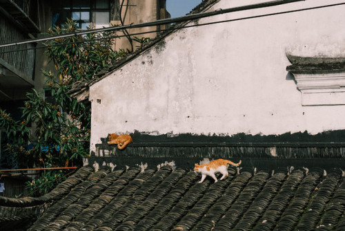 bettersss:Rooftop cats in Zhujiajiao