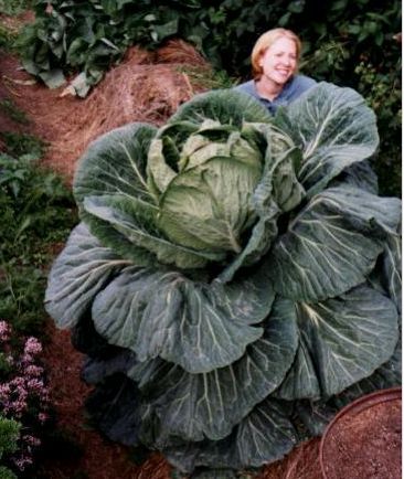gallusrostromegalus:frankcolumbo:Big CabbagesMassively oversized or overproducing crop plants and th