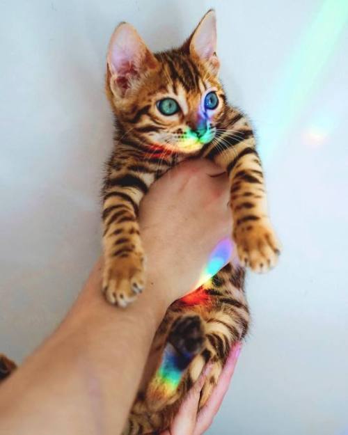 animals-addiction: Pride Cat