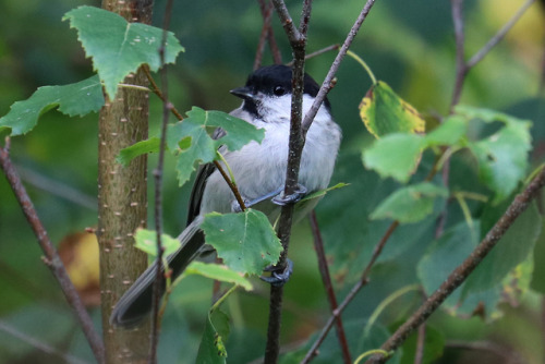 Willow tit/talltita.