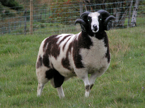 cool-critters:  Jacob sheep (Ovis aries = sheep)The Jacob sheep is a rare breed of small, piebald (colored with white spots), polycerate (multi-horned) sheep. Jacobs may have from two to six horns, but most commonly have four. The most common color is
